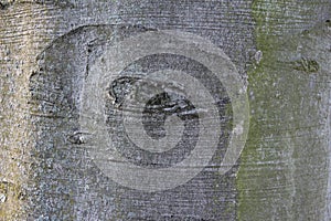 Tree bark abstractions. Tree Eyes in close-up.