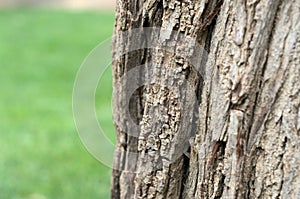 Tree bark with air on the left and green background