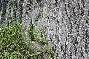 Tree bark with anophyte photo
