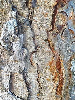 tree bark art of nature