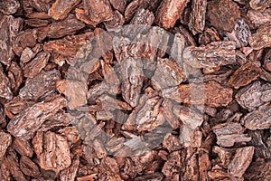 Tree bark as background