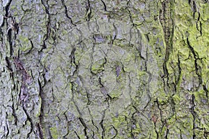 Tree bark as background