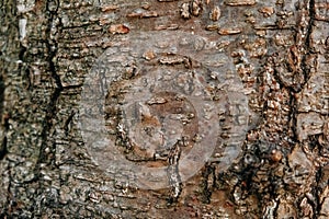 Tree bark as a background texture. Copy, empty space for text
