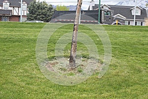 Tree bark with fenced semi photo