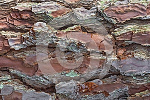 Tree bark background