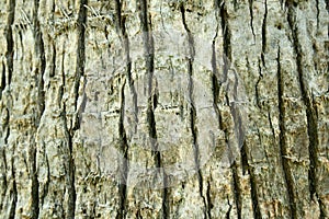 Tree Bark background