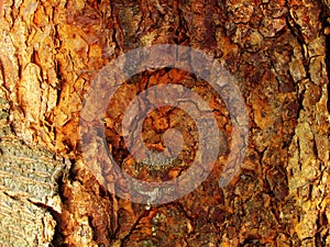 Tree Bark Background