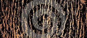 Tree bark background