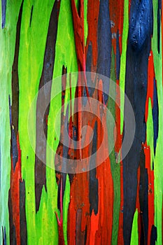 Tree bark background