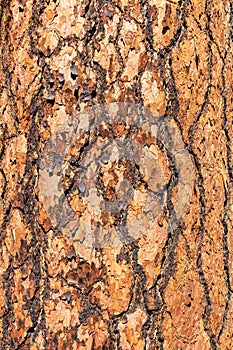 Tree bark background