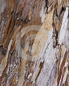 Tree Bark