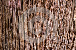 Tree bark background image