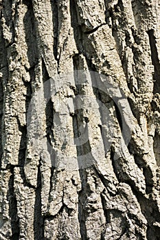 Tree bark background