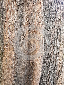 Tree Bark Background Texture