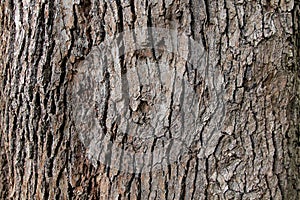 Tree bark background texture.