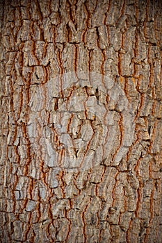 Tree bark background / texture