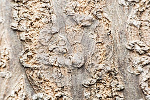 Tree Bark Background Texture