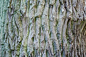 Tree bark background, texture natural background paper