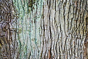 Tree bark background, texture natural background paper