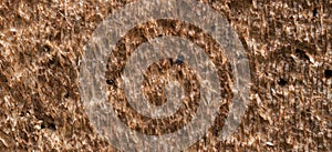 Tree bark background texture pattern