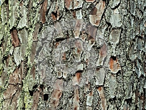 Tree bark background or texture pattern, abstract background and texture for design