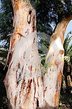 Tree without bark in Bahai garden, Haifa, Israel