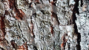 Tree bark in Bitung city park