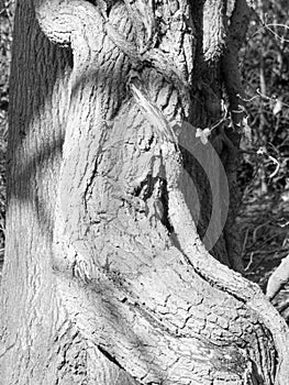 Tree Bark in Black and White in the forest