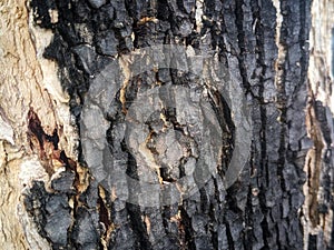 tree bark blackens and peels