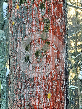 A tree bark brightened with different colorful types of moss