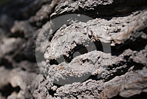 Tree bark close-up Pattern Nature