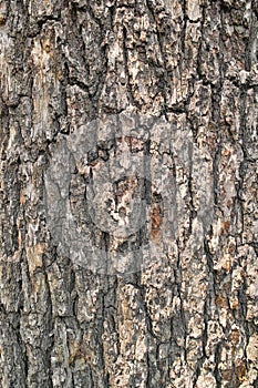 Tree bark photo