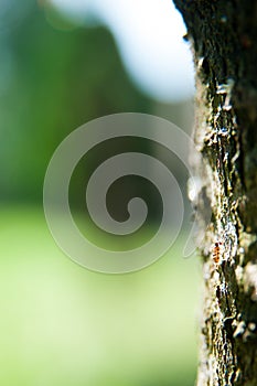 Tree bark close up