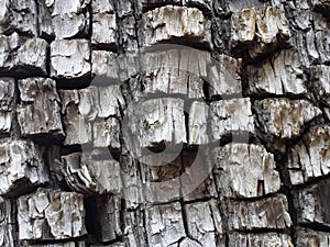Tree bark