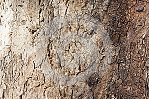Tree bark close up. bark of an old giant tree. tree bark textures and patterns