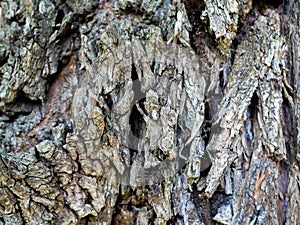 Tree bark close-up. bulging tree bark of gray color