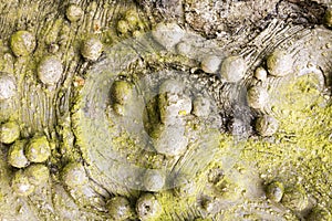Tree Bark Close up with Burl Growth