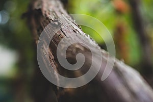 Tree bark close up. Nature in details. Autumn forest. Tree branch closeup. Wooden texture. Beauty of nature.