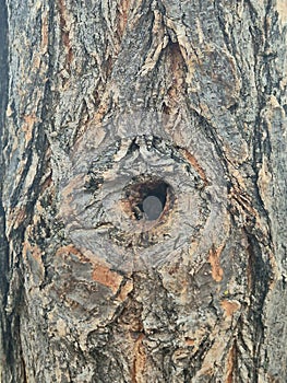 Tree bark close up pattern