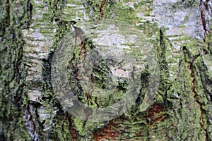 Tree Bark