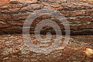 Tree bark closeup. wood texture. wooden background