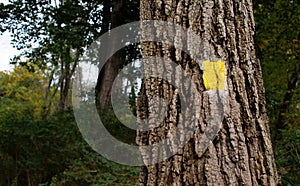 Tree bark in close-up with yellow hiking trail marker painted on