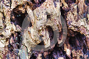 Tree bark closeup in ancient forest on Vancouver Island