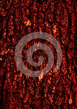 Tree bark closeup in dark red tonality