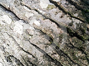 Tree bark closeup. Diagonally.
