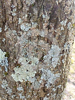 Tree bark closeup treetrunk photo