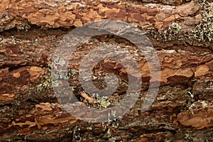 Tree bark closeup. wood texture. wooden background