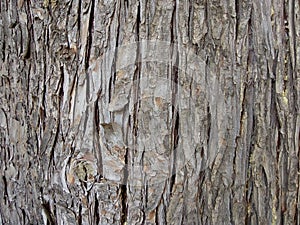 Tree bark coffee forest photo