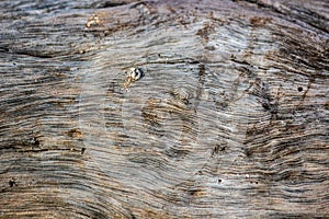 Tree Bark Cortex Close-Up