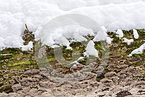 Tree bark cover with mold and moss and snow textured background